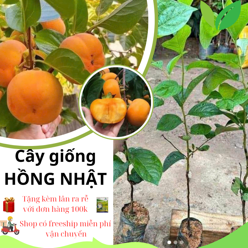 Cây HỒNG GIÒN NHẬT BẢN fuji / hồng không hạt ( cây ghép) - hồng vuông