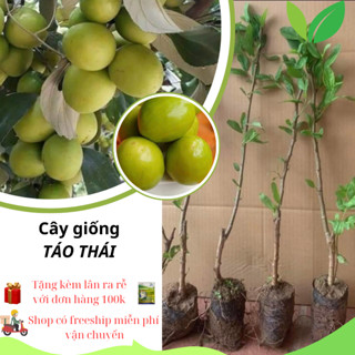 Cây giống táo thái siêu ngọt,  cây ghép F1, có thể trồng chậu, cây giống năng xuất cao