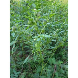 1KG Cây Tầm Bóp ( Thù Lù Lồng Đèn ) Sấy Khô