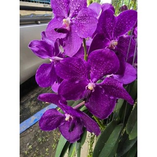 Vanda trưởng thành chọn màu được
