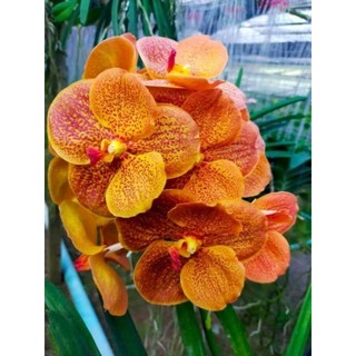 Vanda trưởng thành chọn màu được