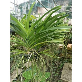 Vanda trưởng thành chọn màu được