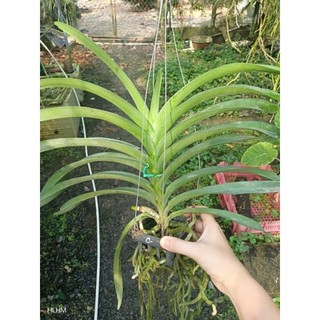 Vanda trưởng thành chọn màu được