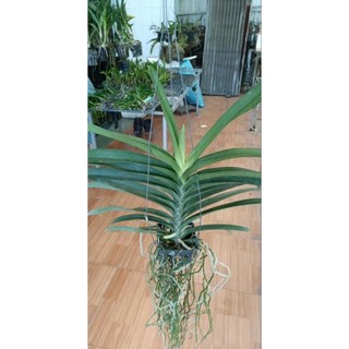 Vanda trưởng thành chọn màu được