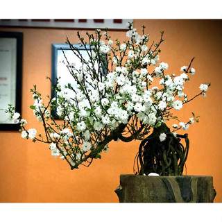 Cây giống Nhất Chi Mai ( cây mai trắng )