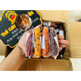 Trái bắp mini mài răng cho hamster
