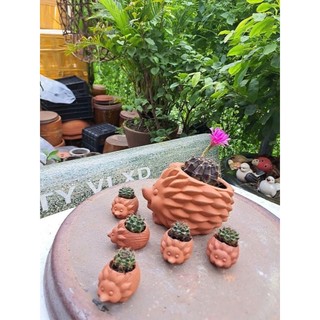 [Mẫu mới]Chậu thú đất nung - chậu nhím nhỏ