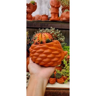 [Mẫu mới]Chậu thú đất nung - chậu nhím nhỏ