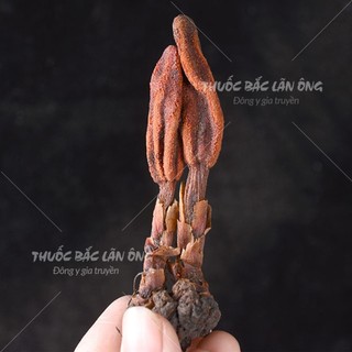 Nấm ngọc cẩu 500g, khô, sạch nguyên búp, bổ thận tráng dương, mạnh gân cốt, tăng cường sinh lý nam