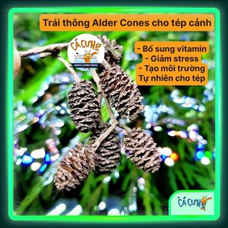 Trái Erlenzapfen - Trái Thông Alder Cones | Bổ sung vitamin cho cá tép thuỷ sinh (Hàng Cty)