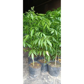Cóc thái lùn cây đang hoa hoặc quả nhỏ[ ảnh thật]
