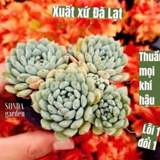  Sen đá dù xanh SONDA GARDEN size bé 6-7cm cây cảnh trang trí nhà cửa lỗi 1 đổi 1 