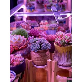 Lc Growlights -Bóng 30cm Đèn trồng sen đá và xương rồng giúp cây lên màu đẹp