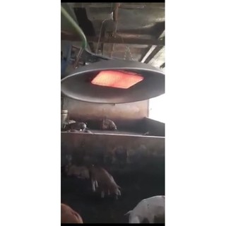 ĐÈN ÚM SƯỞI GAS / BIOGAS  (Loại đại)