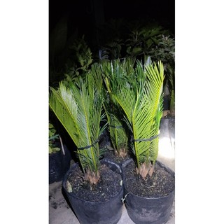 Chậu cây thiên tue vạn tue ( cao 30-50cm )