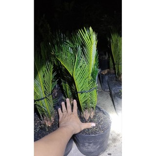 Chậu cây thiên tue vạn tue ( cao 30-50cm )