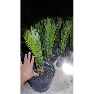 Chậu cây thiên tue vạn tue ( cao 30-50cm )