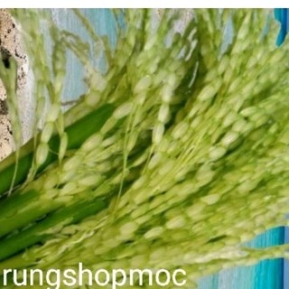 ĐÒNG ĐÒNG LÚA NẾP 1KG(chỉ giao Hà Nội )