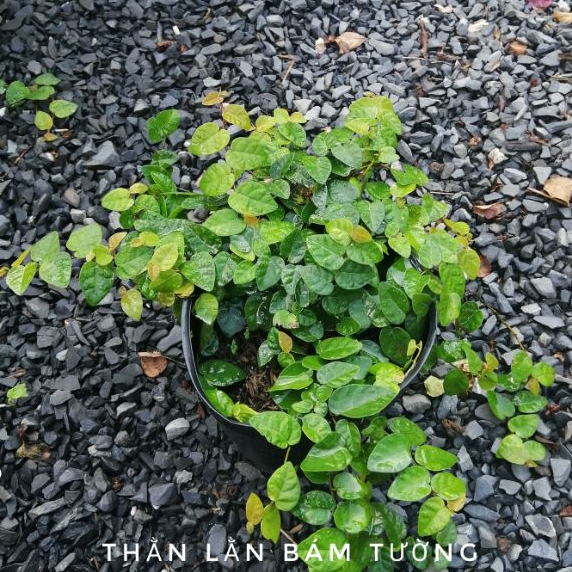 combo 5 Chậu Cây Thằn Lằn Bám Tường