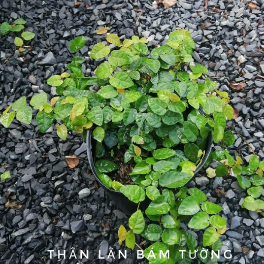 Dây Vảy Ốc, Cây Thằn Lằn Bám Tường