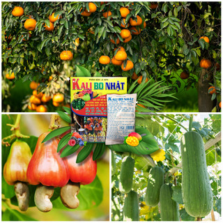 Kali Bo Nhật – Phân Bón Lá NPK-2-3-40-14 SO3-1.000B-1.000MgO - Hạn Chế Đổ Ngã, Không Còn Muối Hạt