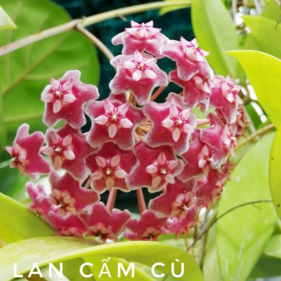 CÂY LAN CẨM CÙ (Màu đỏ)