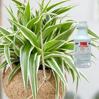 ( HOT ) Phân cá (Đạm cá) cô đặc Mỹ Fish Emulsion 250ml giàu đạm dễ tiêu, giúp lá xanh nhanh