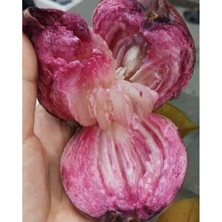 Chậu nhựa mềm Vú Sữa Mica