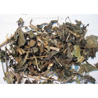 [Hàng Công Ty] Cây Kiến Cò Khô 500g (Thơm, Sạch) - Chuyên dùng để pha trà thanh nhiệt và giải độc