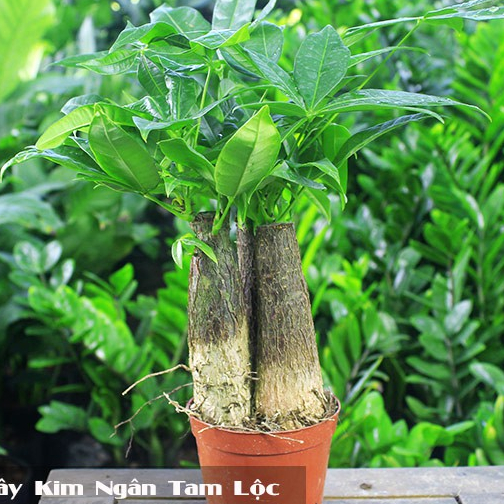 Cây kim ngân tam lộc ( cây kim ngân 3 củ)