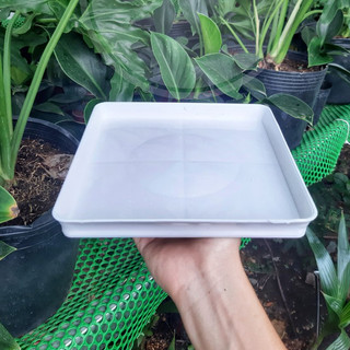 Dĩa lót chậu vuông 18cm (dĩa nhựa,màu trắng)