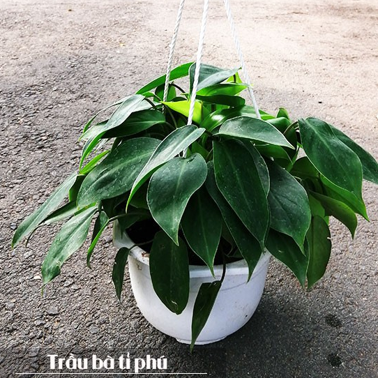 Trầu Bà Tỉ Phú Chậu Treo