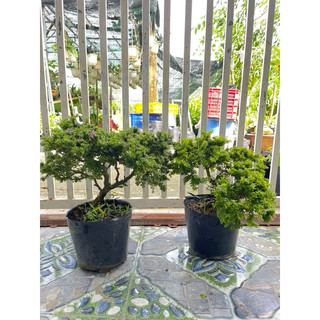 Cây Linh Sam Hạt Gạo-( sam ship xa sẽ bj rụng lá hết hạn chể ship miền Trung.không ship miền Bắc) tặng kèm phân bón