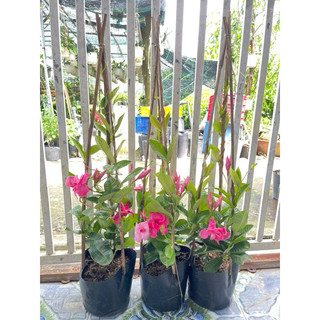 Cây Hồng Anh Cánh Kép- tặng kèm phân bón