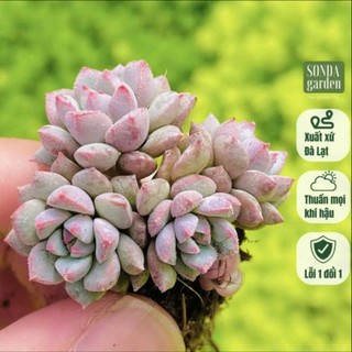  Sen đá dù xanh 5 cây size mini 2.5-4cm SONDA GARDEN cây cảnh trang trí nhà cửa lỗi 1 đổi 1 
