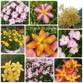 Củ hoa huệ mưa ngoại nhiều màu - bảo hành đến khi nở đúng màu