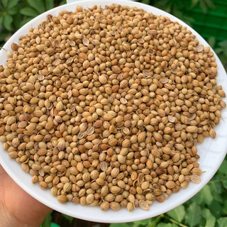 Hạt Mùi - Hạt Ngò 500gram