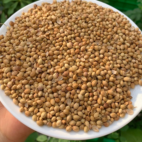 Hạt Mùi - Hạt Ngò 500gram
