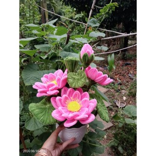 Chậu hoa sen kẽm nhung để bàn