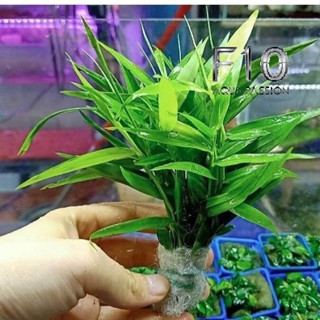 Cây tre thủy sinh 1 bó 15-20 ngọn - Cây thủy sinh trang trí hồ cá cảnh, thủy sinh - Dọn trại bán rẻ