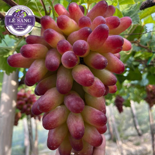 Cây Giống Nho Ngón Tay. NH01-152 ( Có Video Hướng dẫn trồng cây ) Mua 2 cây trở lên Tặng kèm Phân Bón.