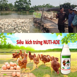 Siêu kích trứng dùng cho gà, vịt, cút đẻ NUTI-ADE