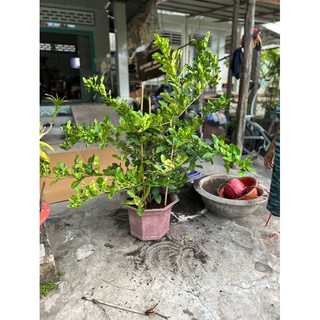 cây chúc chanh thái chiếc cành có trái