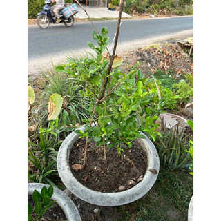 cây chúc chanh thái chiếc cành có trái