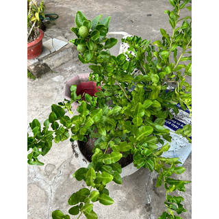 cây chúc chanh thái chiếc cành có trái