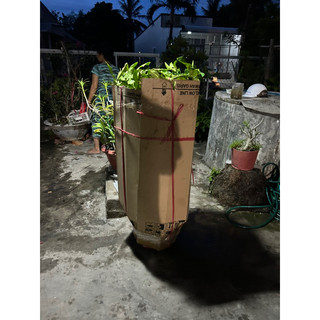 cây chúc chanh thái chiếc cành có trái