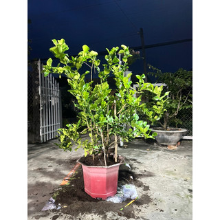 cây chúc chanh thái chiếc cành có trái