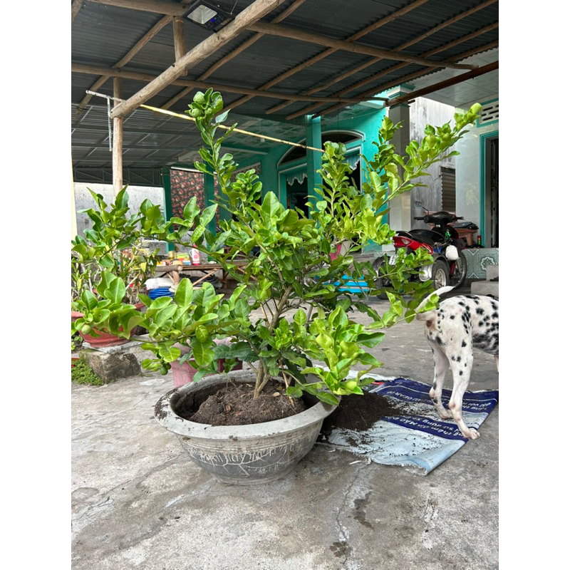 cây chúc chanh thái chiếc cành có trái
