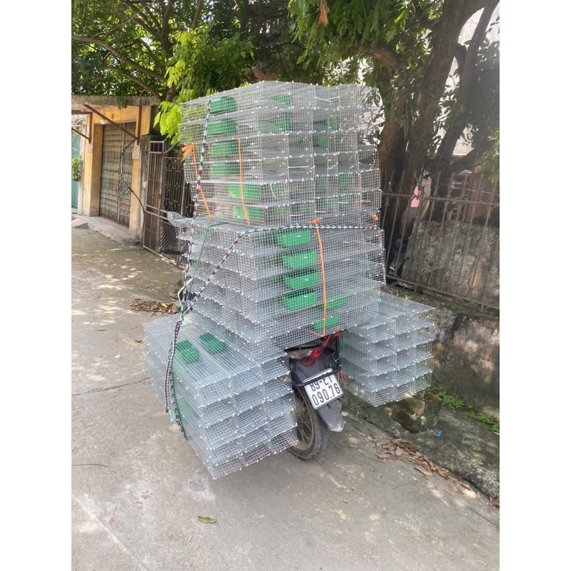 Bẫy rắn...