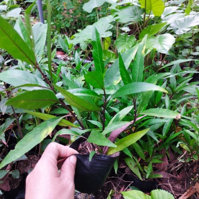 Bầu cây Thanh táo( thân tím)